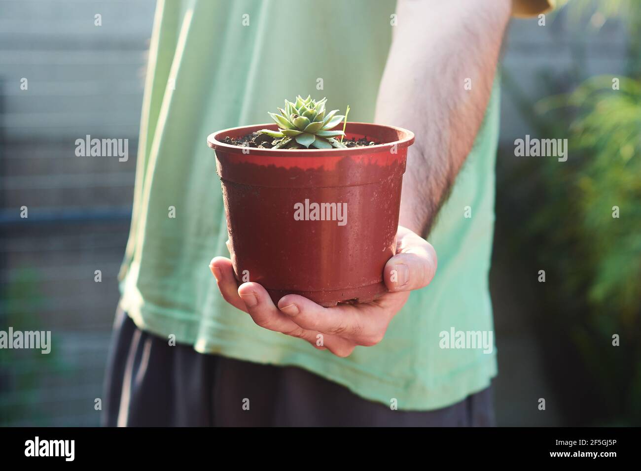 Giovane uomo che tiene flowerpot con piccolo succulente contro sfondo sfocato. Tutela dell'ambiente, concetto ecocompatibile. Foto Stock