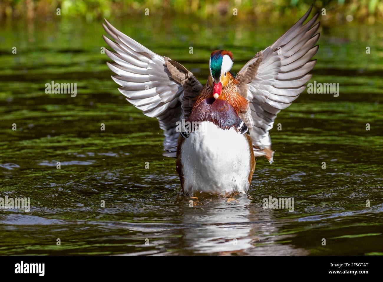 Anatra mandarina (Aix galericulata), si erge con le ali aperte. Colorato uccello drake maschio in acqua stagno con increspature e spruzzi. Dublino, Irlanda Foto Stock