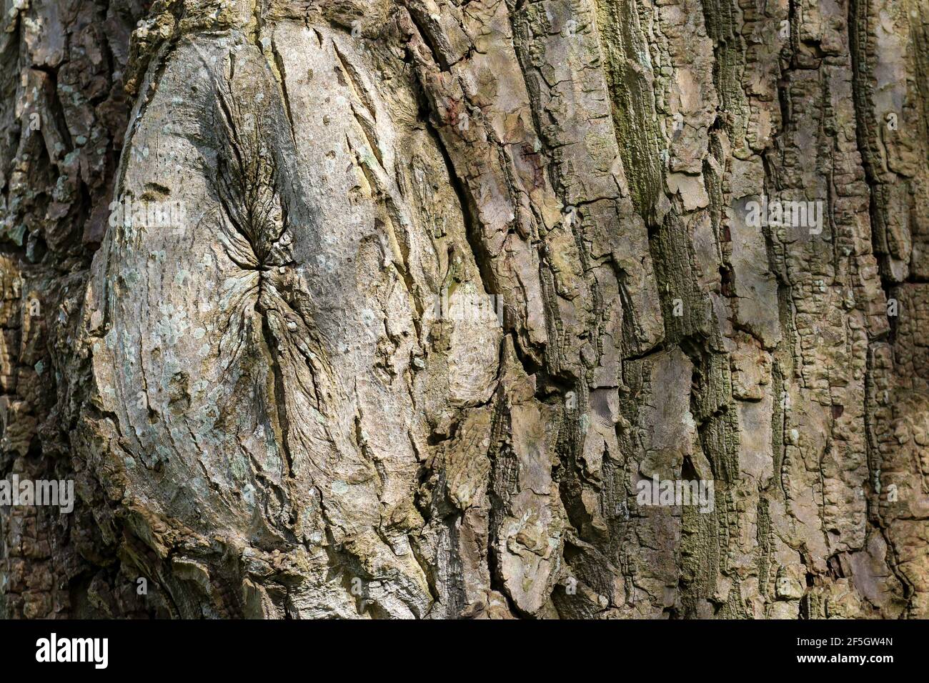 Corteccia di tronco di albero con nodo che mostra il dettaglio di superficie di legno ruvido. Natura naturale sfondo Foto Stock