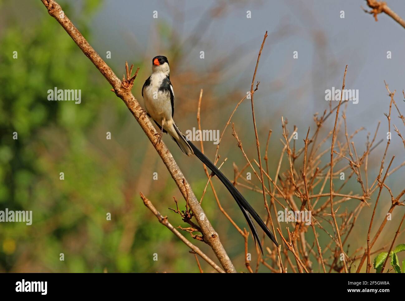 Whydah (Vidua macroura) allevamento piombo maschio arroccato nel bush Tsavo West NP, Kenya Novembre Foto Stock