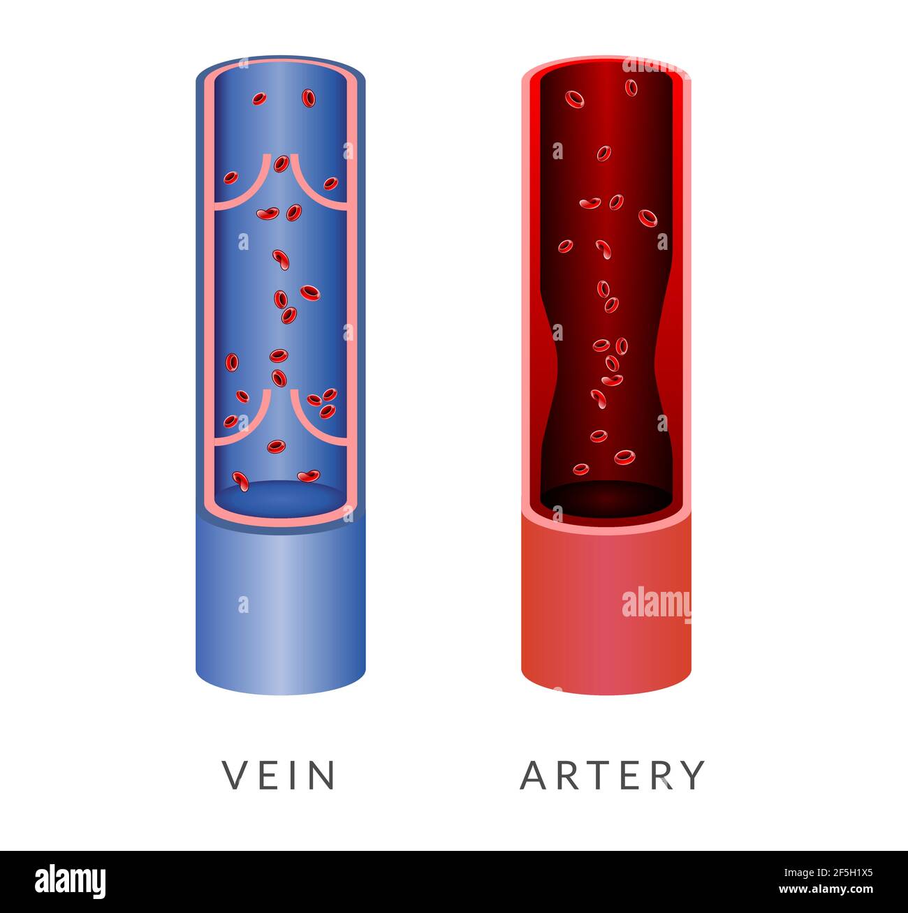 Illustrazione di vena e arteria come file EPS Illustrazione Vettoriale