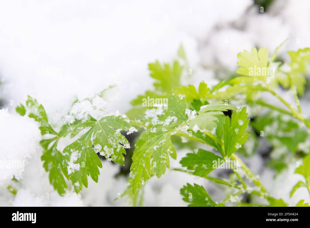 Il prezzemolo verde cresce in giardino in inverno sotto il neve Foto Stock