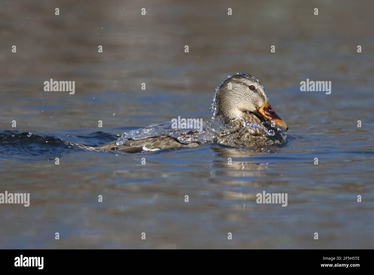 Acqua che cade dalla parte posteriore di un anatra di mallard Anas platyryhnchos come si affaccia su un lago in inverno Foto Stock
