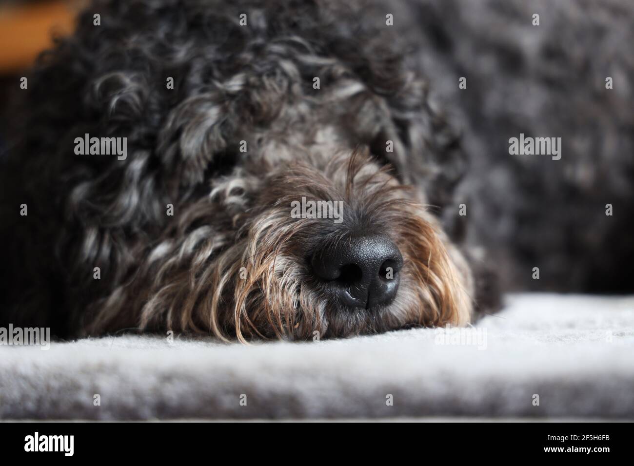 Cani naso, Labradoodle Foto Stock