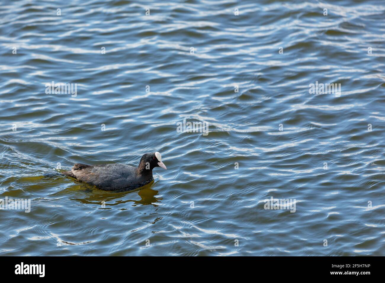 Un uccello selvatico dell'avifauna con piumaggio nero testurizzato e fronte bianca nuotano rapidamente lungo la superficie del fiume. Uccelli acquatici. Spazio di copia. Foto Stock