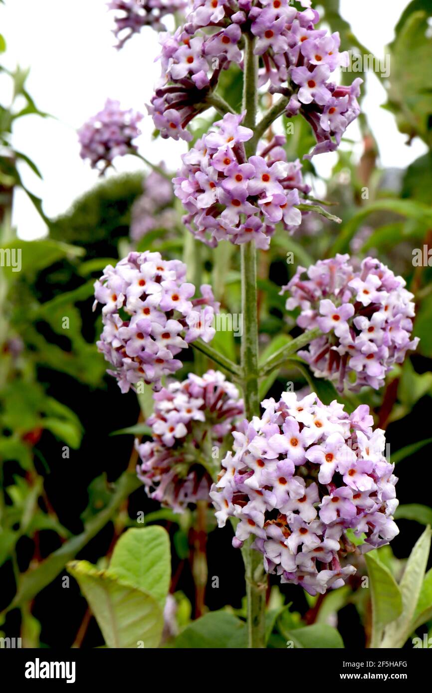 Buddleja offinicalis pale Butterfly Bush – Panicole sferiche di fiori profumati malva, marzo, Inghilterra, Regno Unito Foto Stock