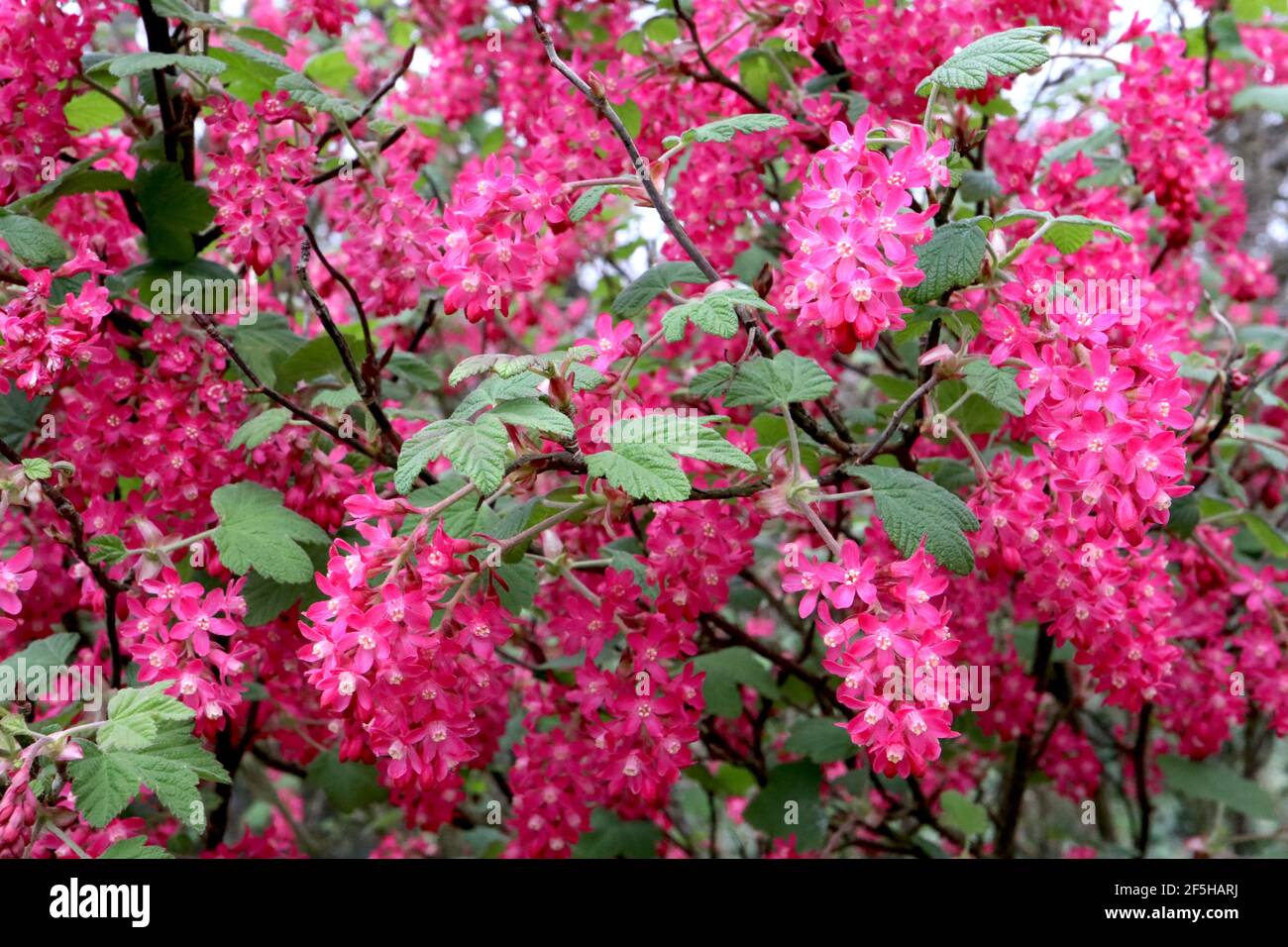 Ribes sangineum flowering currant ‘Pulborough Scarlet’ – racemi di fiori rosa profondi e foglie verdi di palmate, marzo, Inghilterra, Regno Unito Foto Stock