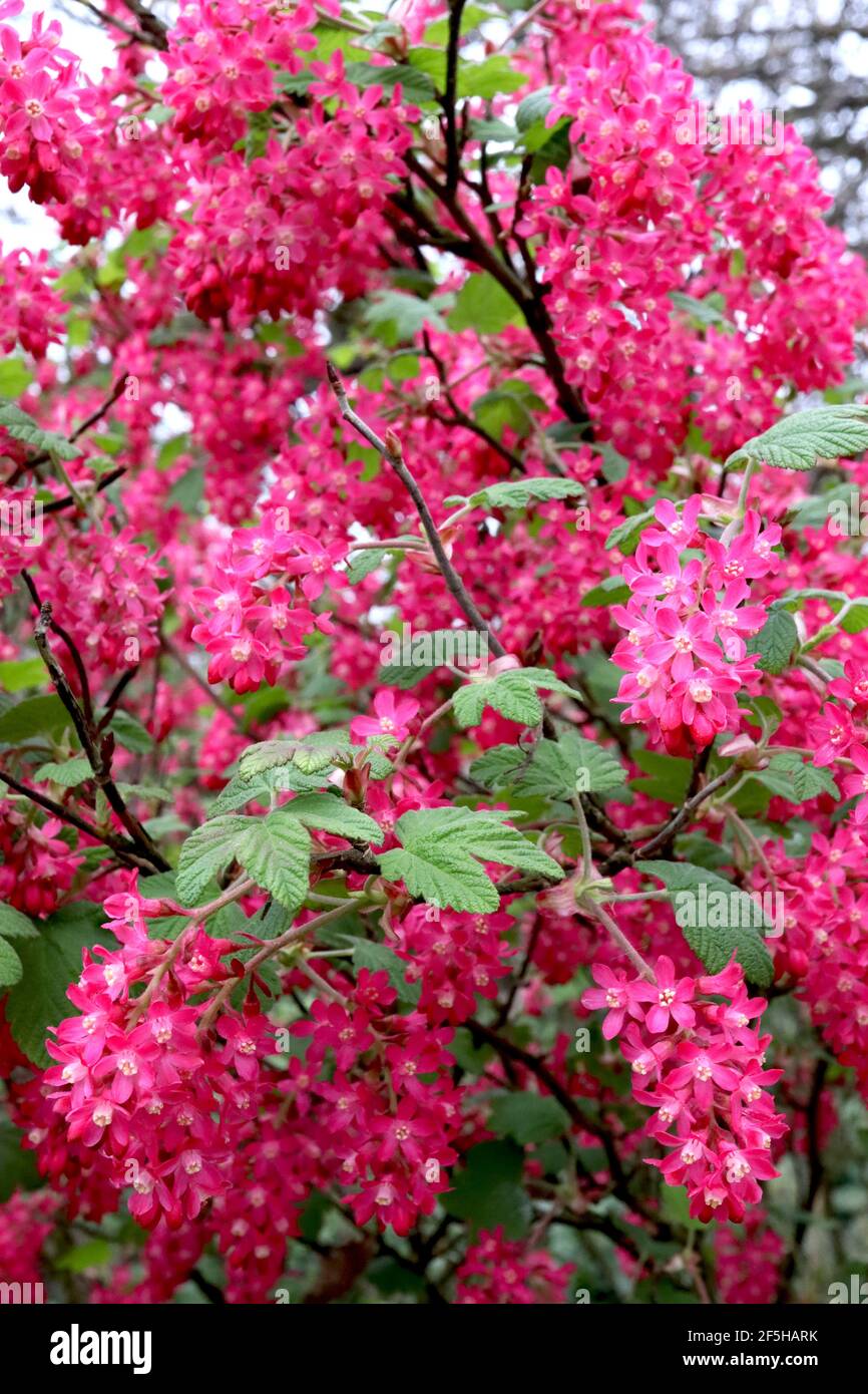 Ribes sangineum flowering currant ‘Pulborough Scarlet’ – racemi di fiori rosa profondi e foglie verdi di palmate, marzo, Inghilterra, Regno Unito Foto Stock