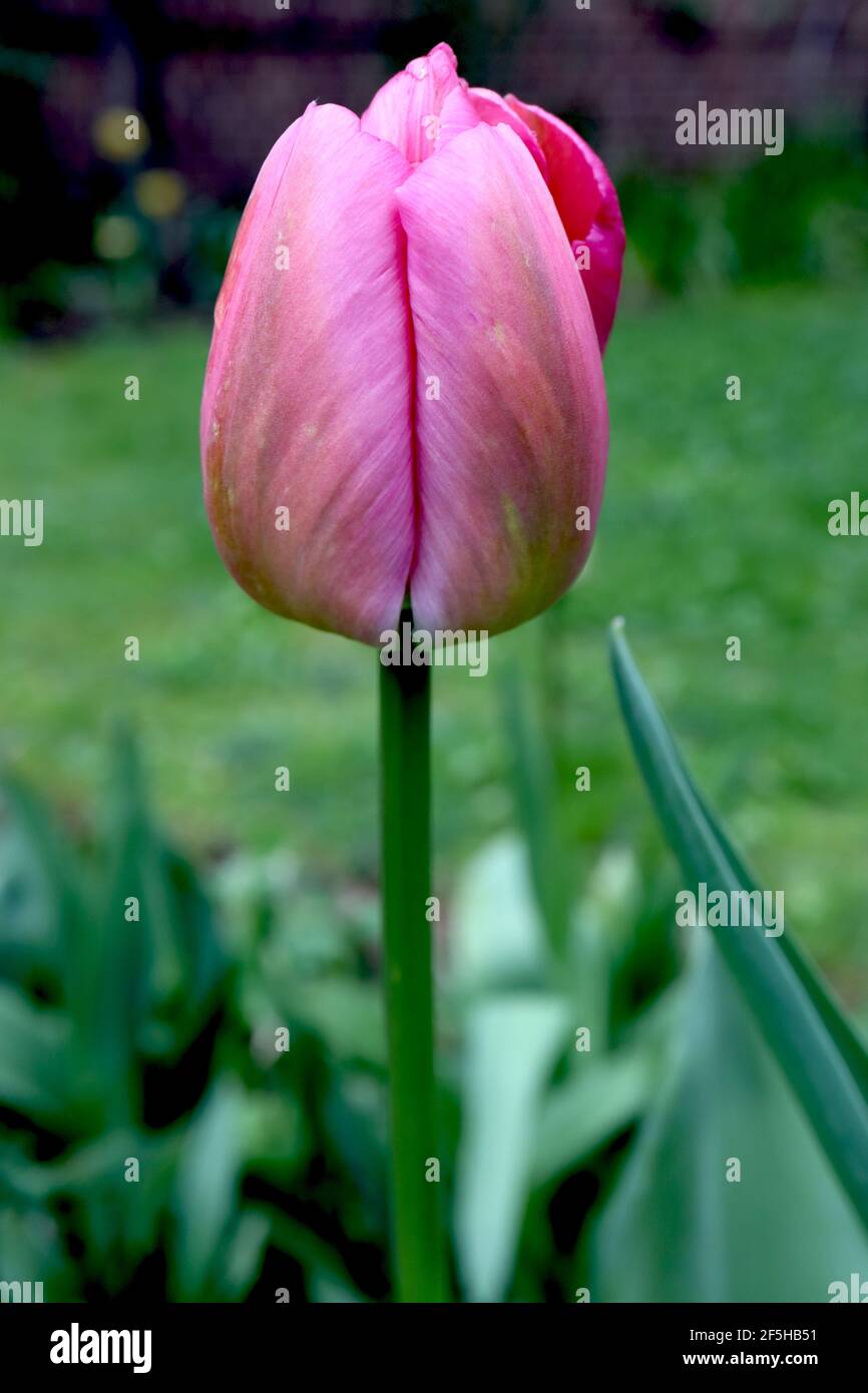 Tulipa ‘Hyperion’ Single Early 1 Hyperion Tulip – tulipano arancione con fiamme rosa, marzo, Inghilterra, Regno Unito Foto Stock
