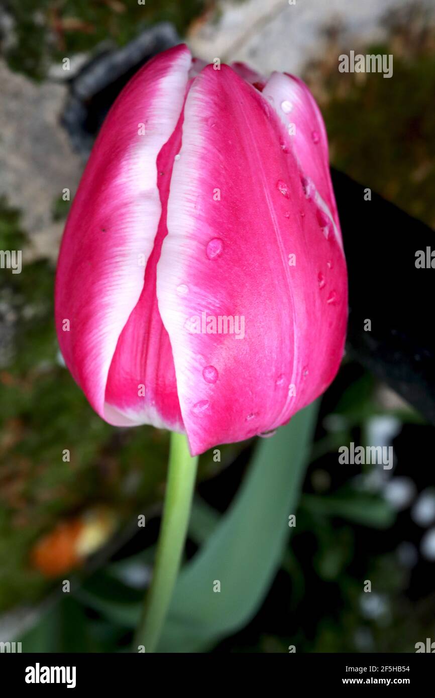 Tulipa ‘Jumbo Beauty’ Single Late 5 Jumbo Beauty – tulipano rosa scioccante con stretti margini bianchi, marzo, Inghilterra, Regno Unito Foto Stock