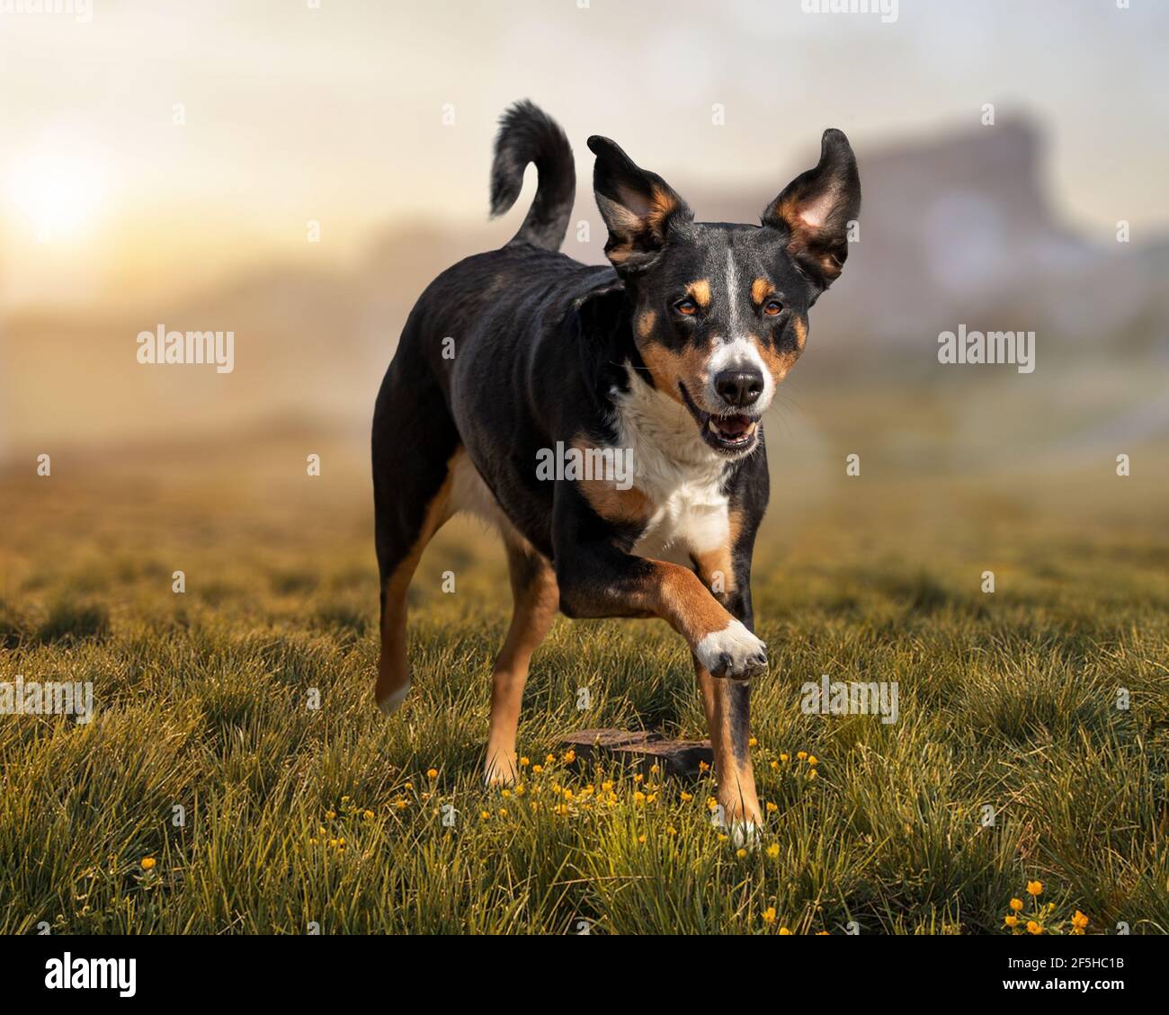 Cane da corsa su erba, appenzeller sennenhund Foto Stock