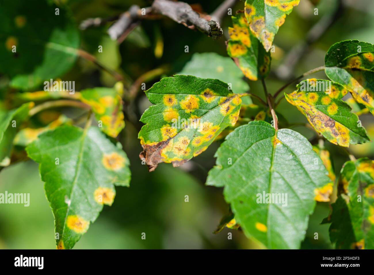 Cedar Hawthorn Rust sulle foglie di Hawthorn Foto Stock