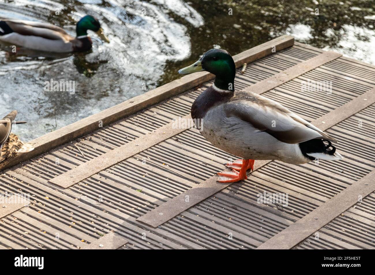 Un'anatra maschile che si tiene nella vista di un locale riserva naturale Foto Stock