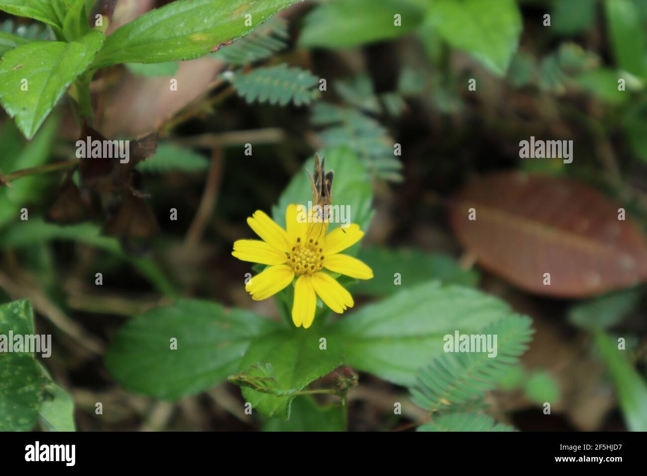 Erba comune freccetta farfalla alimentazione nettare da fiore di semi di ceci Foto Stock
