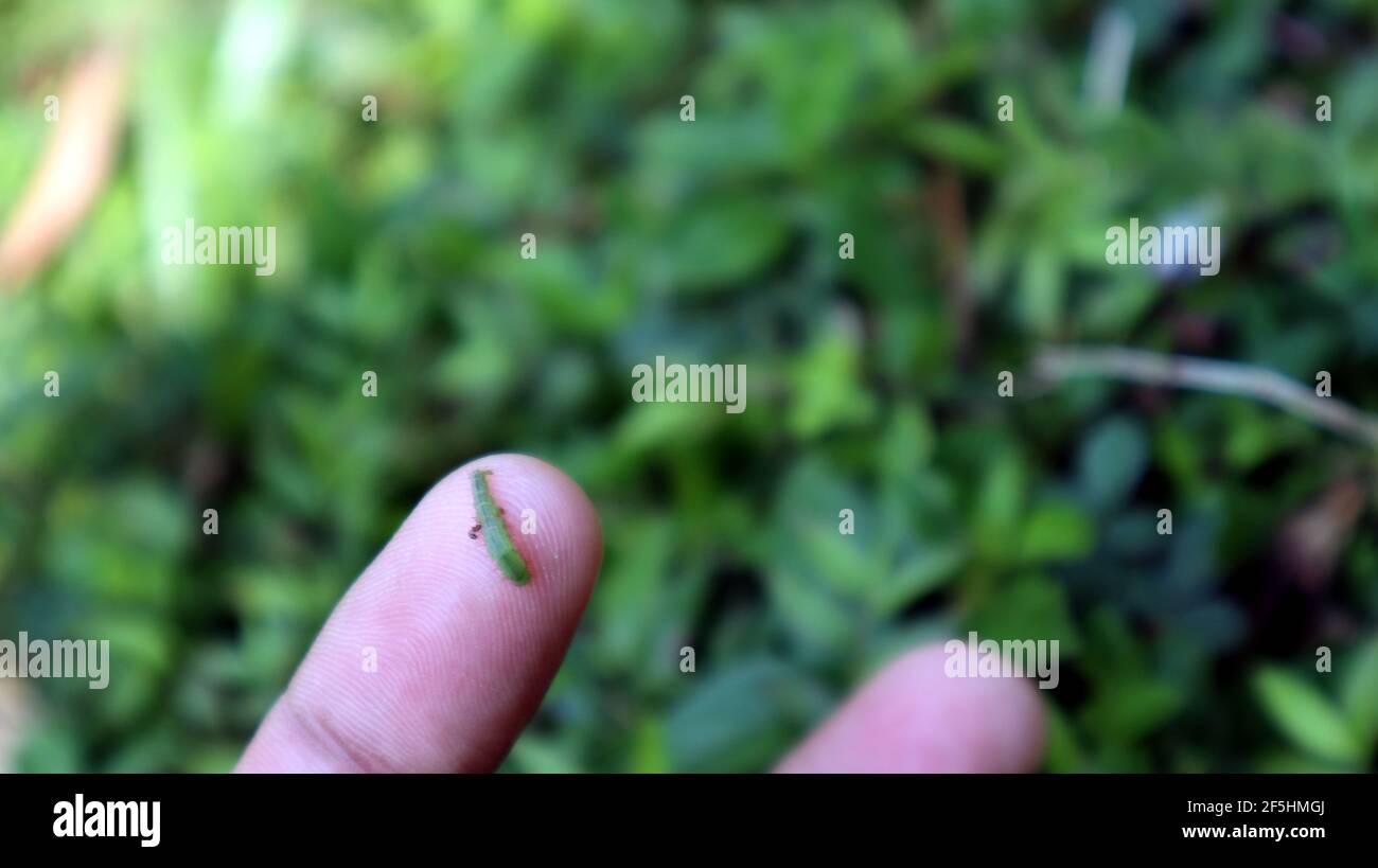 Una formica morde un bruco verde su un dito,questa immagine catturato prima di salvare un caterpillar verde Foto Stock
