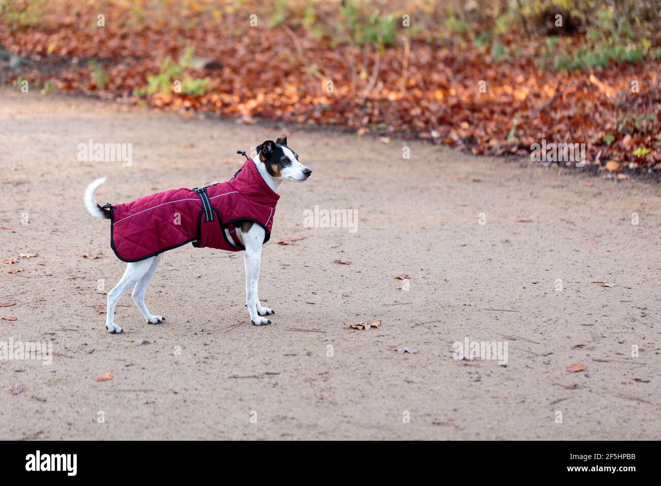 Vista orizzontale di un piccolo e attento cane Fox Terrier bianco con testa scura, con un cappotto cremisi integrale Foto Stock
