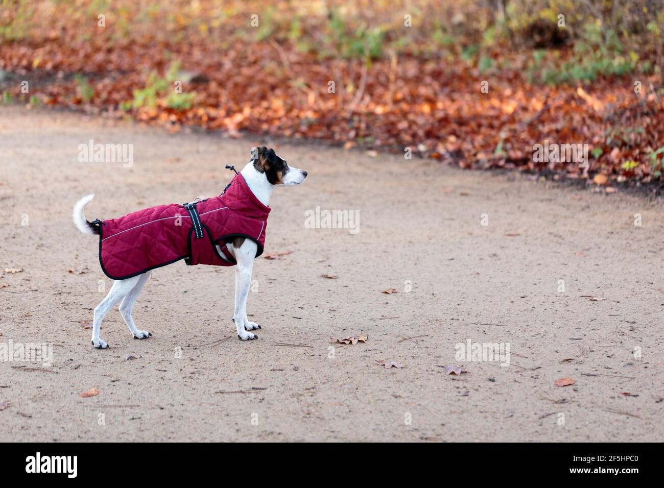 Fox Terrier cane con testa scura, indossando un cappotto cremisi a corpo intero durante una passeggiata in un parco in una fredda giornata autunnale. Foto Stock