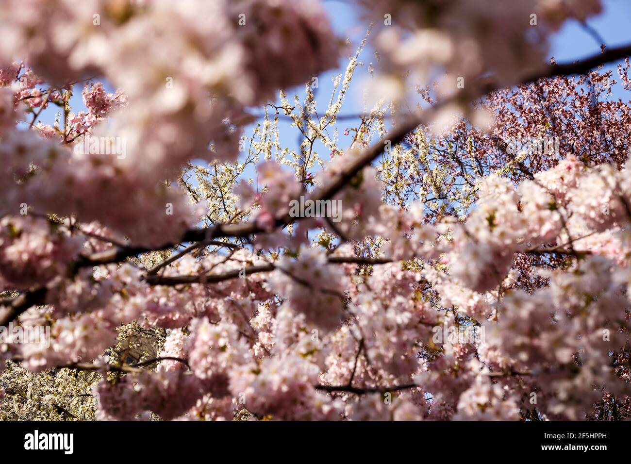 Albero che esplode di fiori all'inizio della primavera. Dettaglio di fiori fuori fuoco in primo piano, fiori completamente focalizzati e cielo blu chiaro sullo sfondo Foto Stock