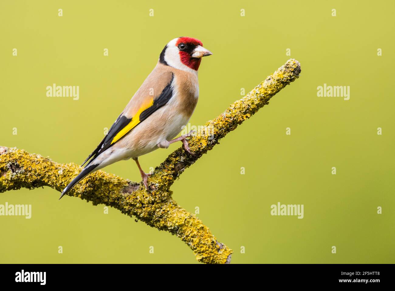 Un Cardellino (Carduelis carduelis) nel Regno Unito Foto Stock