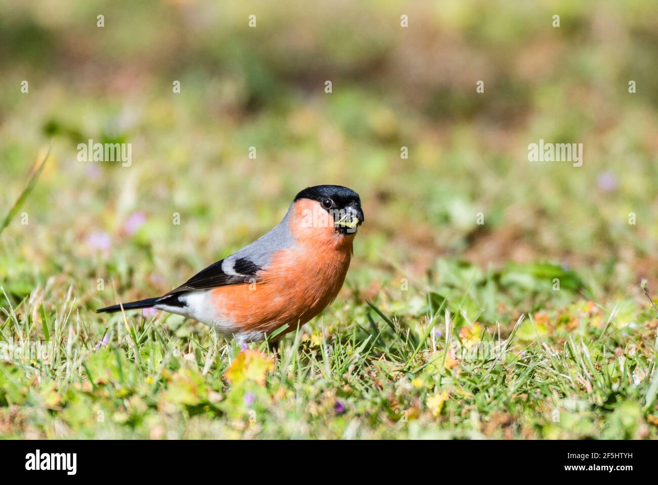 Un maschio Bullfinch (Pyrrhula pyrrhula) nel Regno Unito Foto Stock