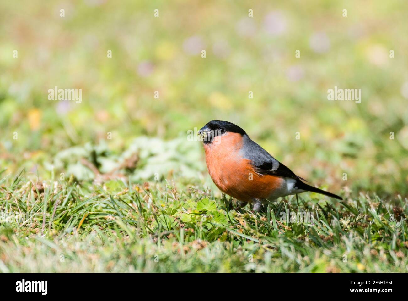Un maschio Bullfinch (Pyrrhula pyrrhula) nel Regno Unito Foto Stock