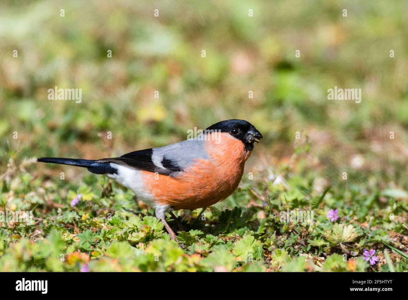 Un maschio Bullfinch (Pyrrhula pyrrhula) nel Regno Unito Foto Stock