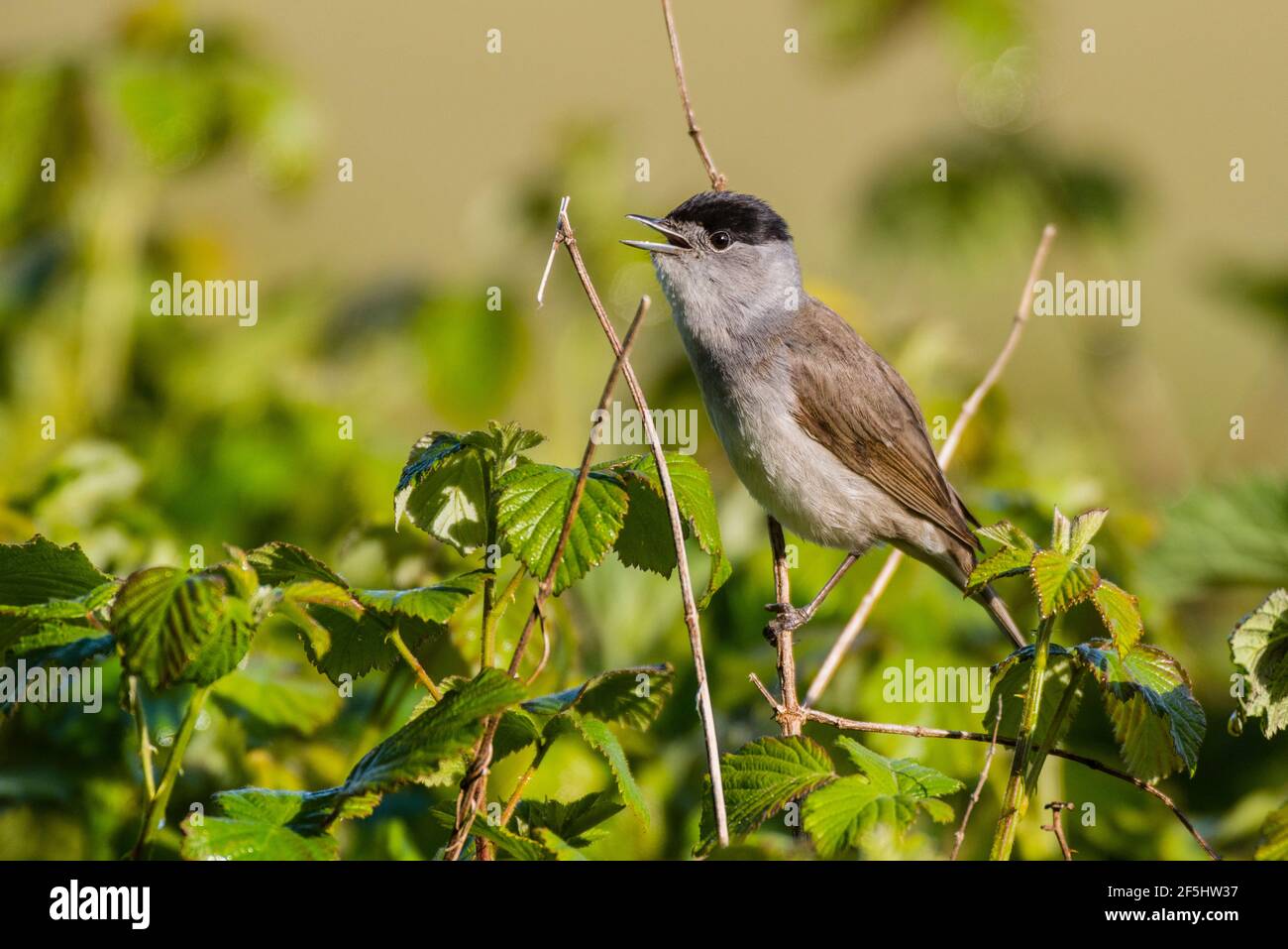 Un Blackcap, Sylvia ricapilla, singolo maschio che canta in un giardino inglese Foto Stock