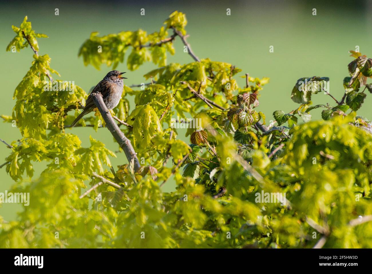 Un Dunnock che canta in un giardino britannico (Prunella modularis) Foto Stock