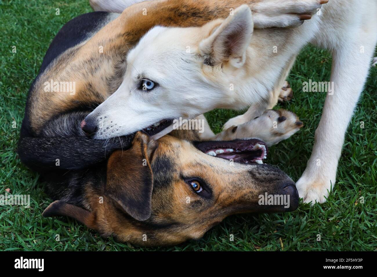 Siberian Husky e Mixed Breed Dog Play Fighting Foto Stock