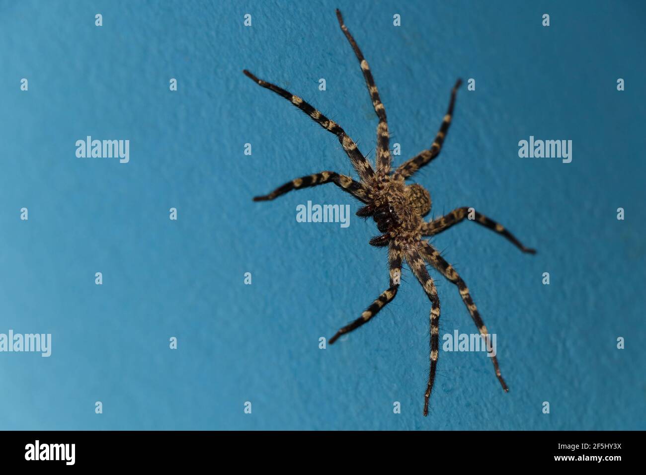 Hairy Wall Crab Spider Looking (Selenops radiatus) Foto Stock