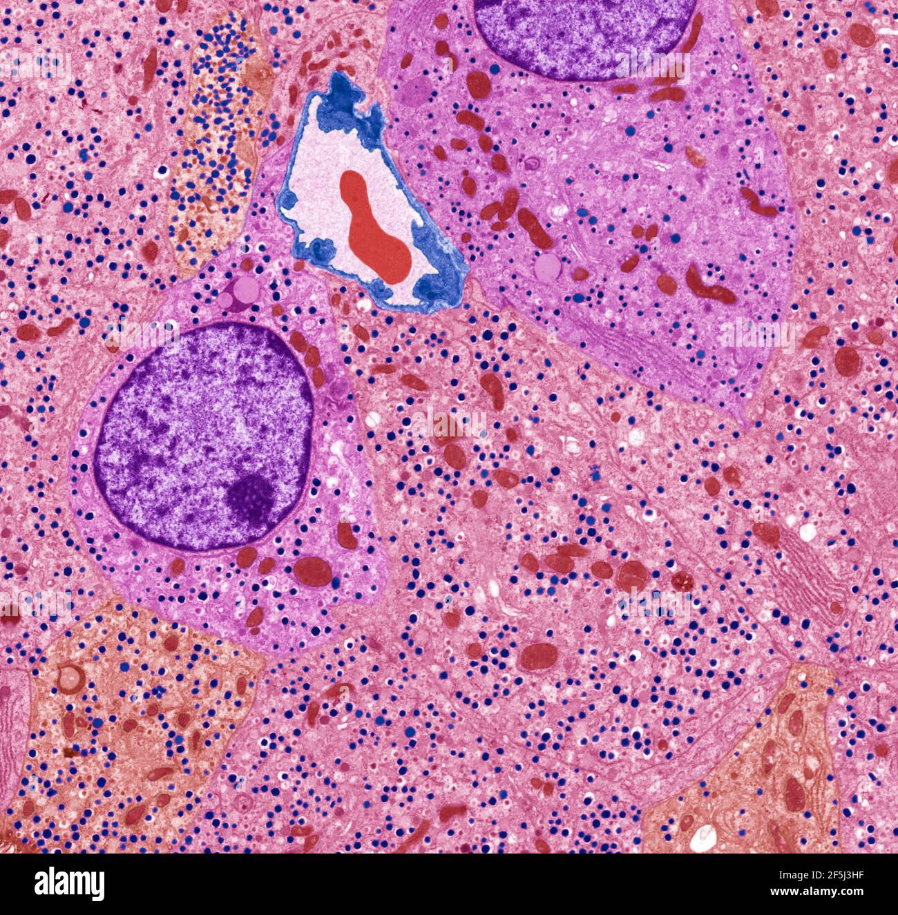 Cellule dell'isolotto pancreatico, TEM Foto Stock