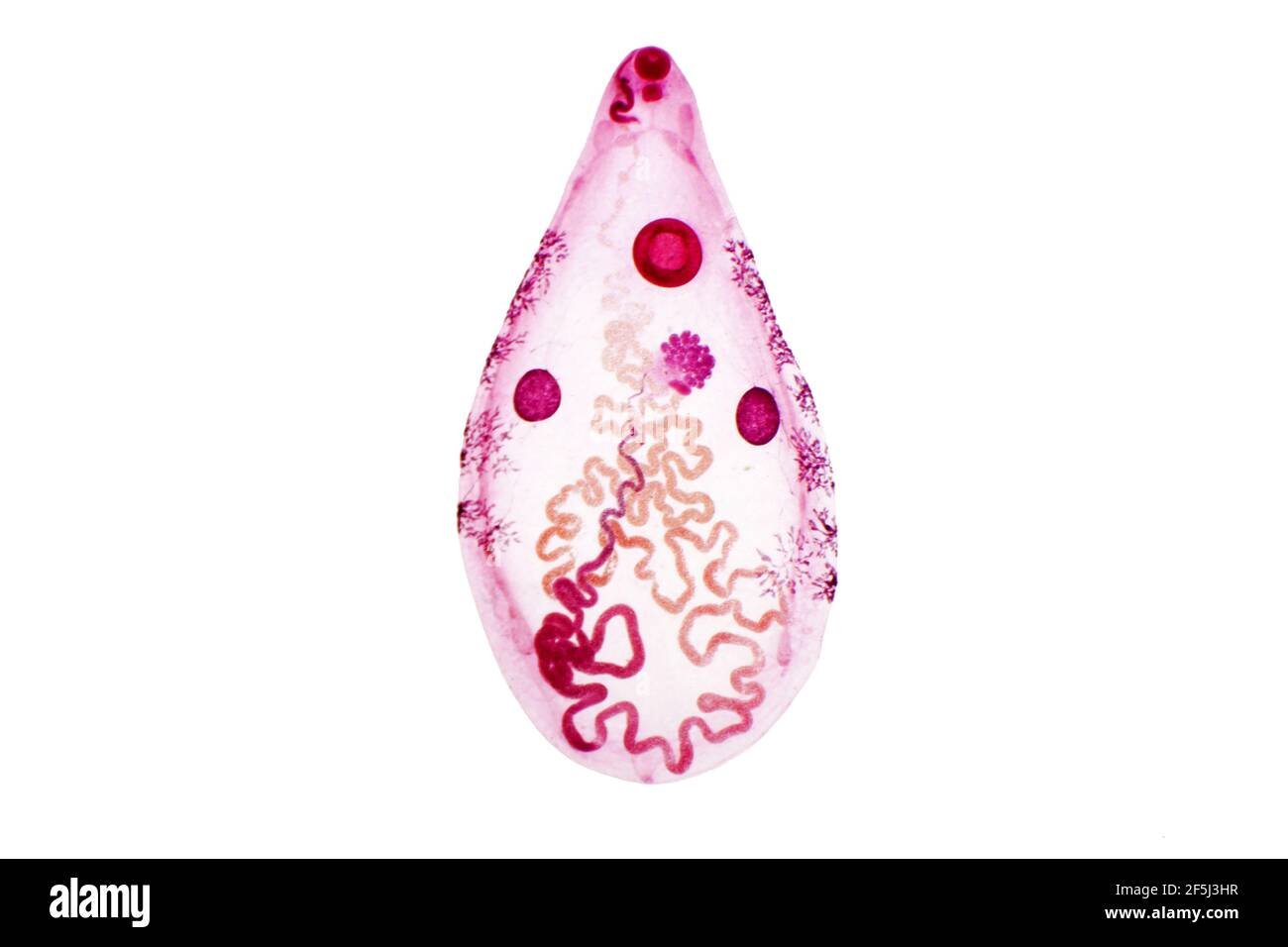 LIVER fluke, micrografia leggera Foto Stock