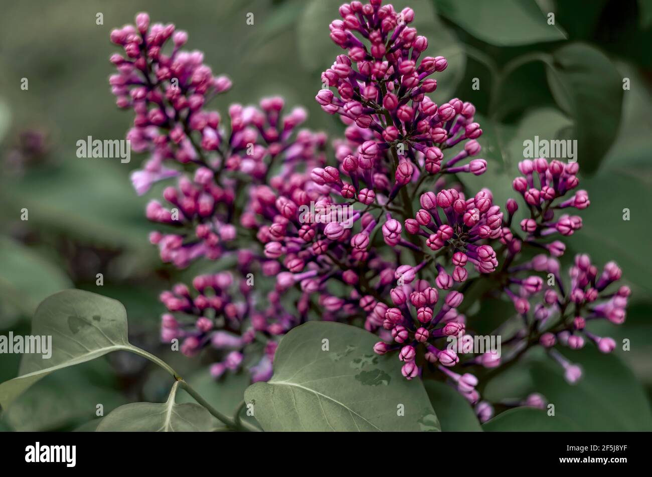Fiori di viola che crescono sull'albero lilla sul letto fiorito Foto Stock