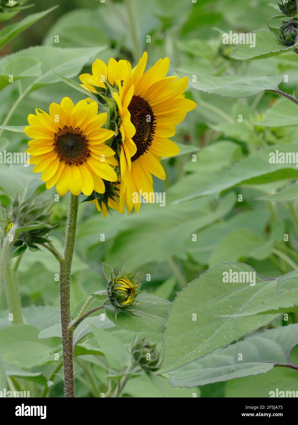 Un gambo di girasole con gemme multiple di girasoli gialli Suntastic Foto Stock