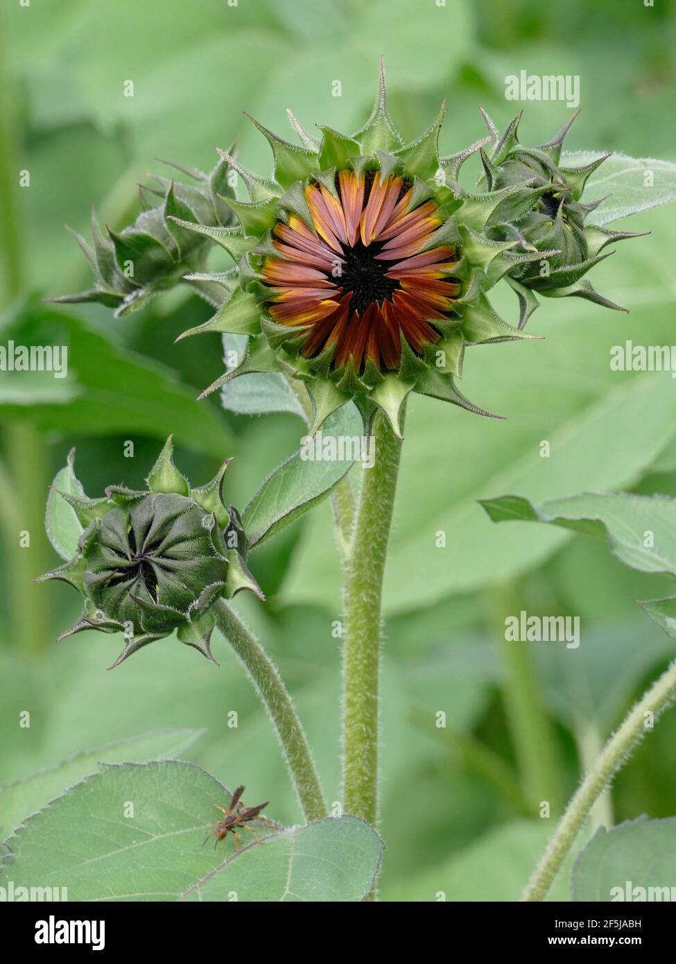 Nuove gemme di girasole di petali di Terracotta Rossa in un Giardino Di girasoli Foto Stock