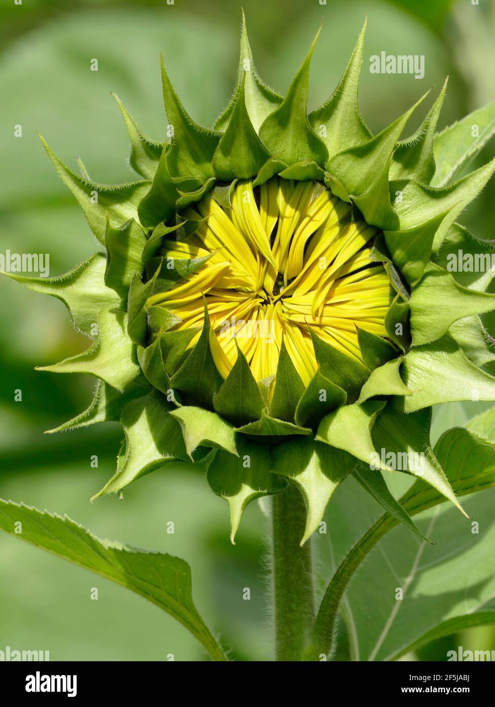 Un primo piano di un girasole comune in erba con giallo Petali Foto Stock