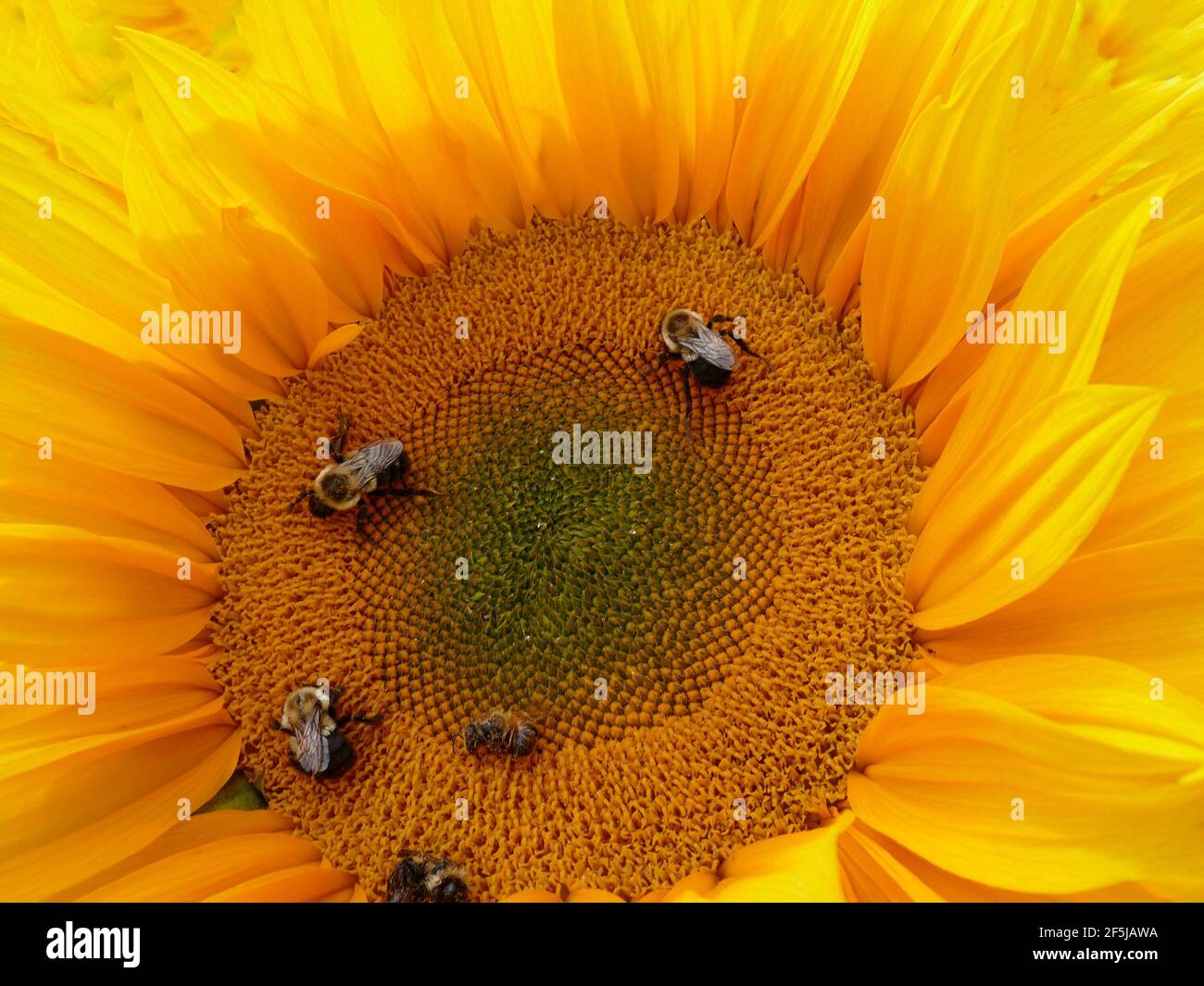 Il gruppo di impollinazione di Bumblebee e api da miele su un unico gigante russo Mammoth Sunflower Foto Stock