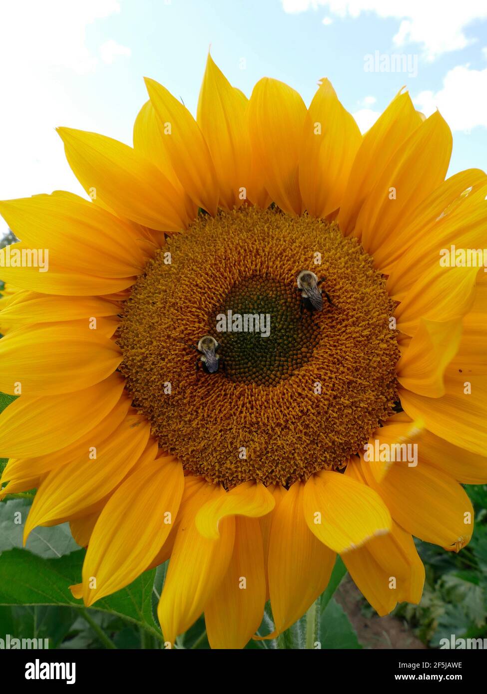 Due Bumblebees impollinando un gigante russo Mammoth Sunflower Foto Stock