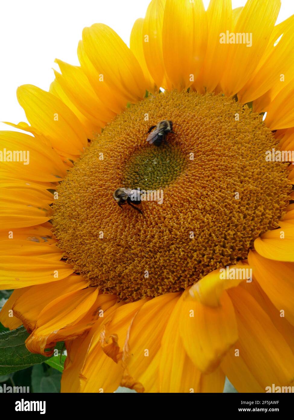Due Bumblebee che impollinano un girasole gigante Foto Stock