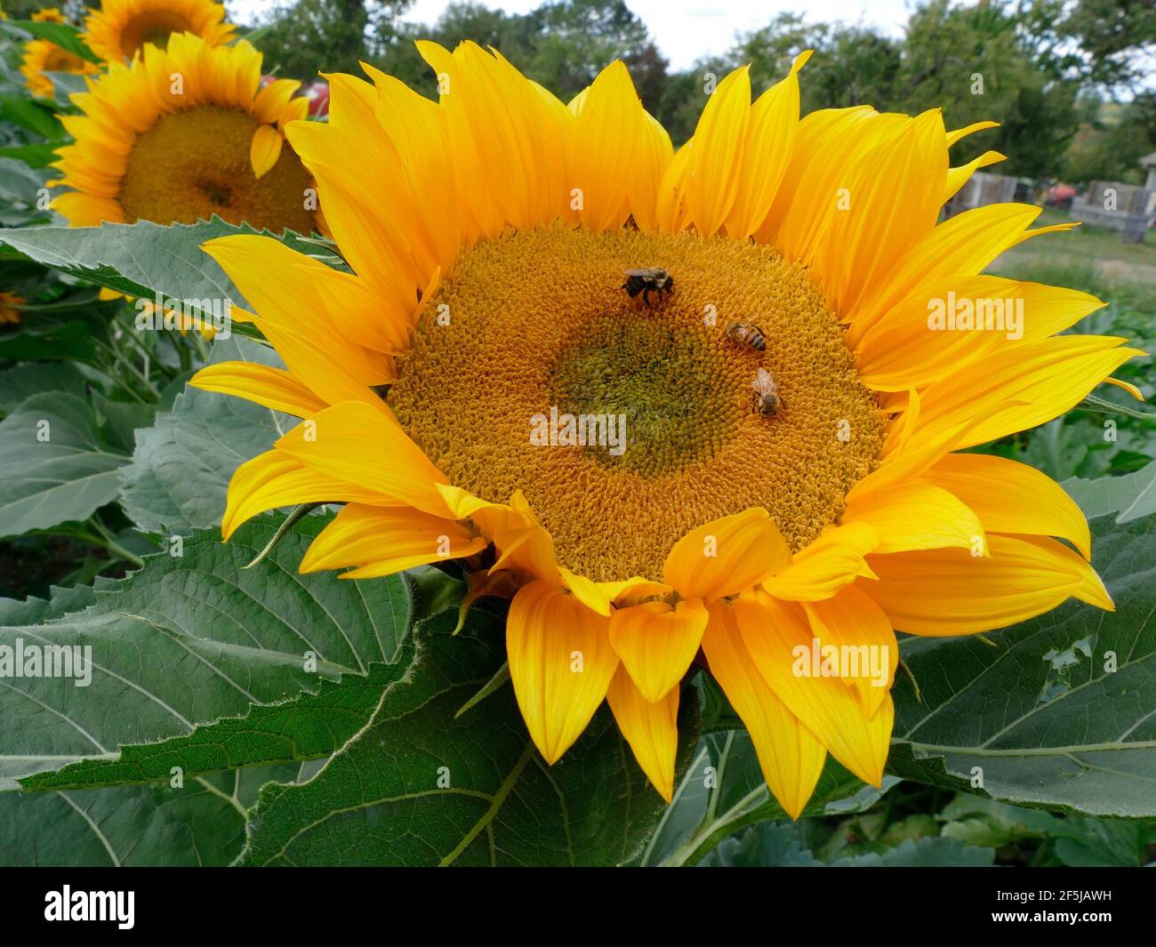 Un Bumblebee e due api da miele su un girasole gigante Foto Stock