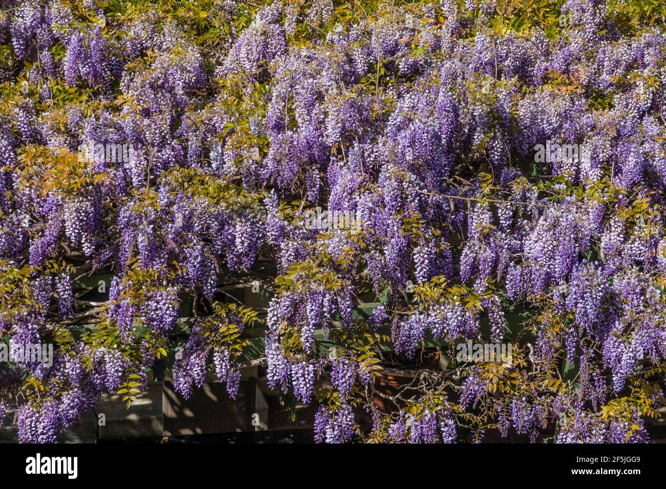 Cloes-up della fioritura della vite di glicine. Foto Stock