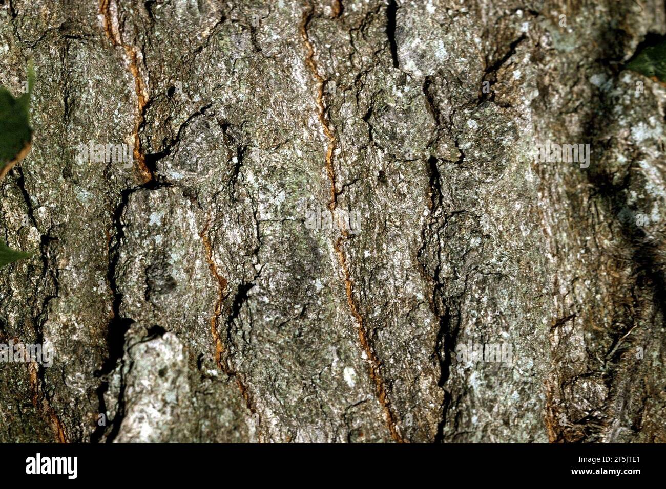 Quercus imbricaria NRCS-2. Foto Stock