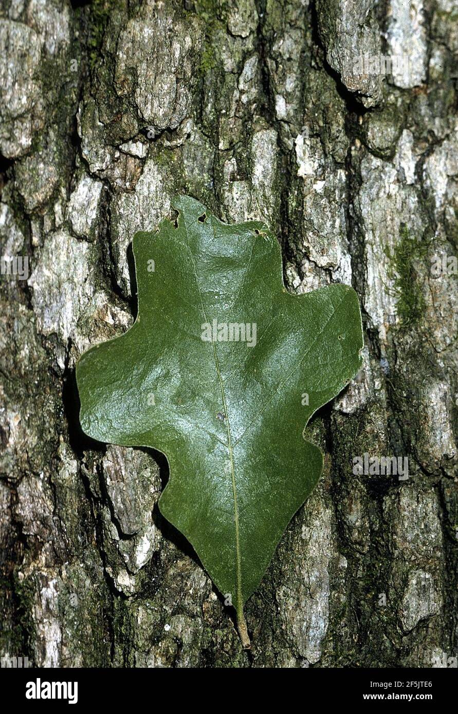 Quercus stellata (USDA). Foto Stock