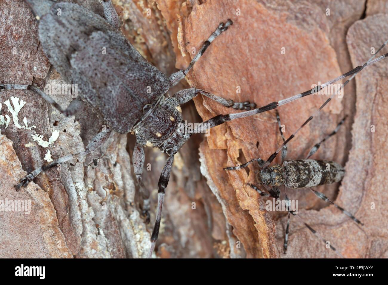 L'acanthocinus griseus e l'acanthocinus aedilis femminile su corteccia di pino Foto Stock