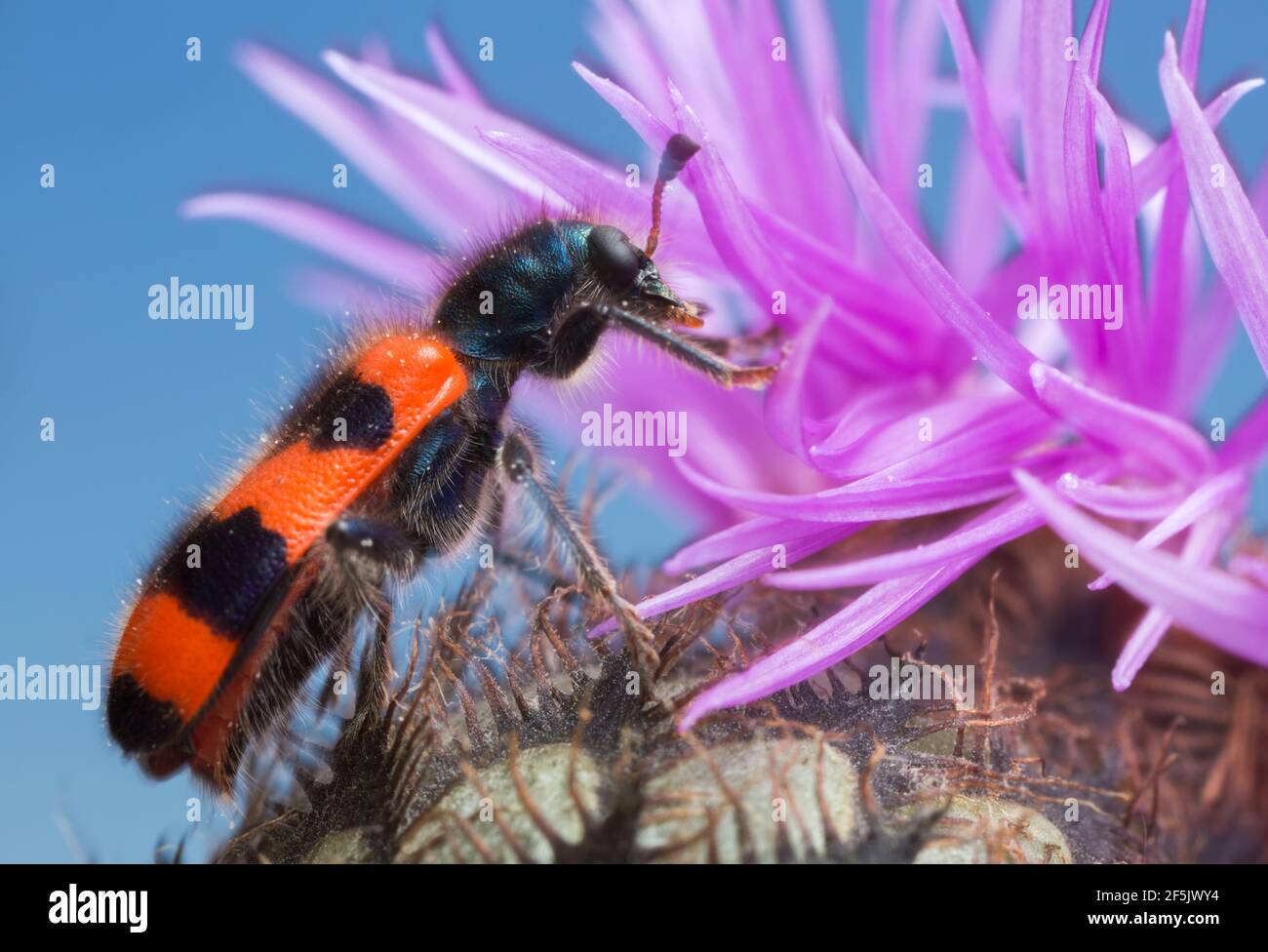 Foto macro di un Trichodes apiarius che si nutre sul tistello Foto Stock