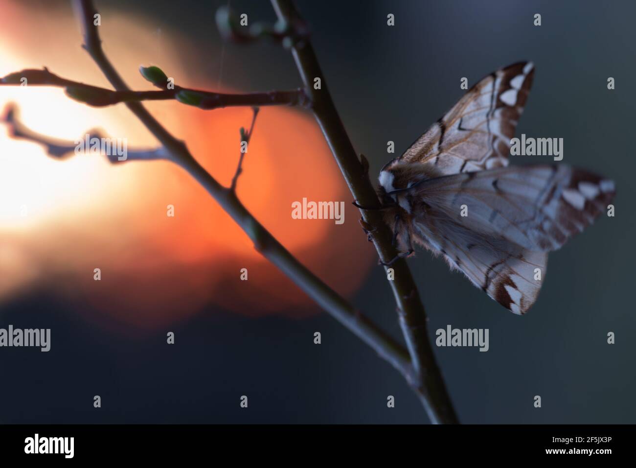 Gloria gentile femminile, Endromis versicolora sul ramoscello al tramonto Foto Stock