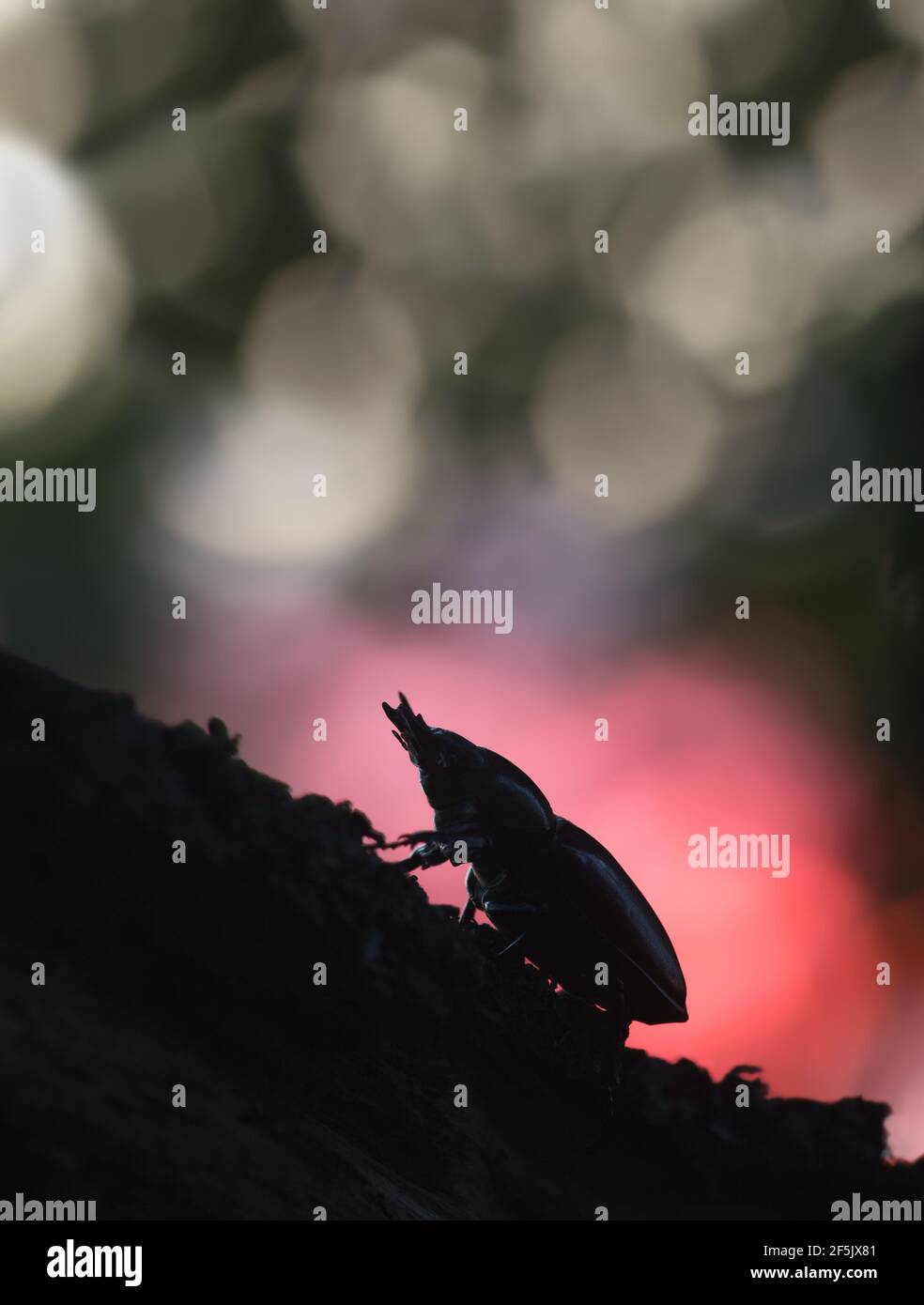 Bella foto di una stagbeetle femminile, Lucanus cervi su legno di quercia nel sole che tramonta Foto Stock