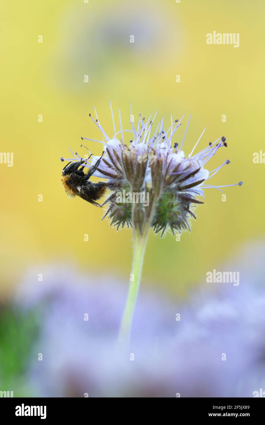 Comune ape di carder, Bombus pascuorum su tansy blu, Phacelia tanacetifolia fotografato la mattina presto il bumblebee è coperto di rugiada Foto Stock