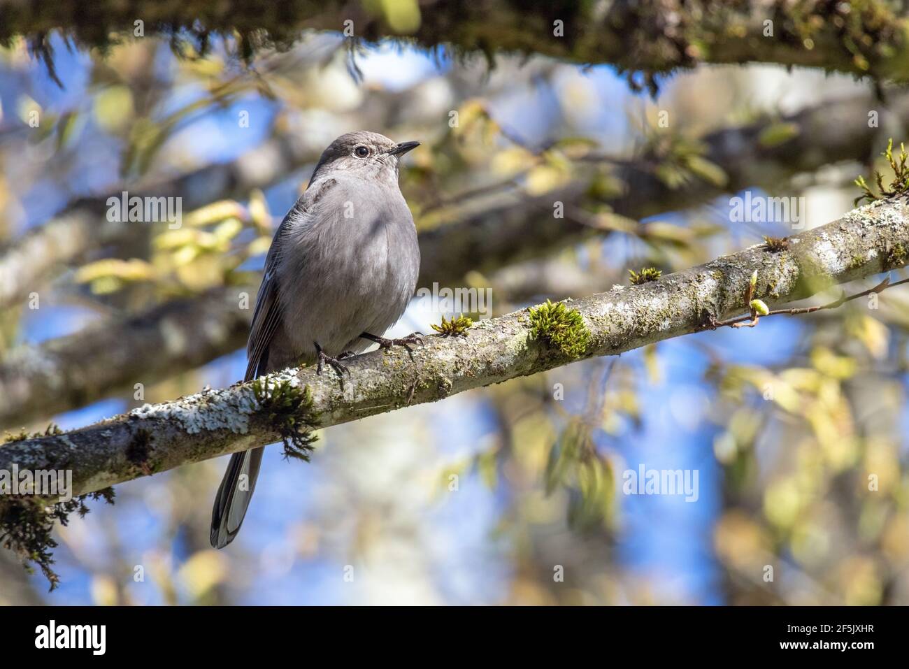 Townsend's Solitaire a Vancouver British Columbia, Canada, Nord america Foto Stock