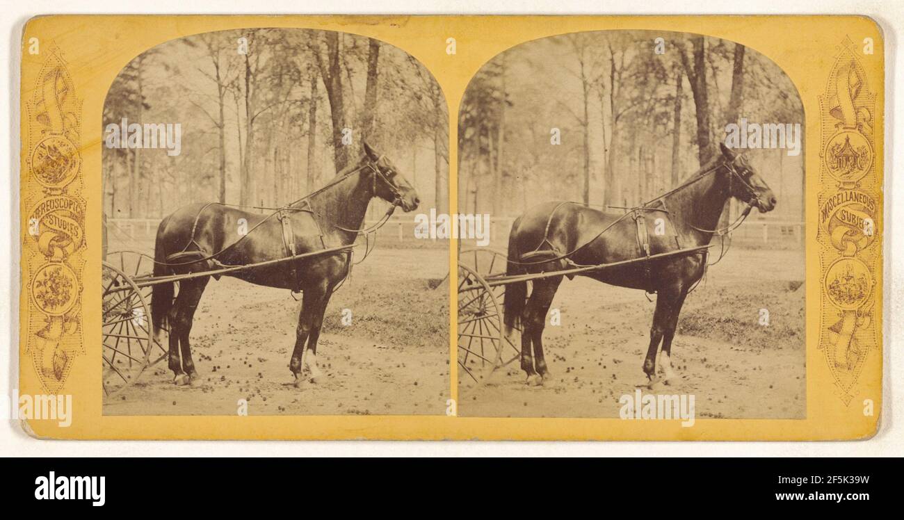 Horse....Josh Billings, Macon, Georgia. Produttore sconosciuto, americano Foto Stock